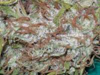 Imagen de tropics (Pineapple Banana Bud)