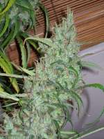 Imagen de tropics (Pineapple Banana Bud)