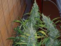 Imagen de tropics (Pineapple Banana Bud)