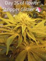 Imagen de ripster420 (Stripper Glitter)