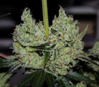 Imagen de Mephisto66689 (Gorilla Cookies)