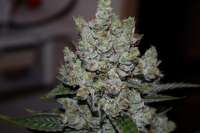 Imagen de Mephisto66689 (Gorilla Cookies)