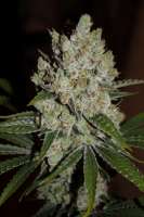 Imagen de Mephisto66689 (Gorilla Cookies)