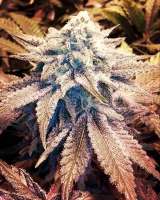 Imagen de GetSeedsRightHere (Green Kandy Crack)