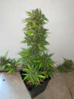 HLW Seedbank - Hemp Like Weed Purple Crunch Auto CBD - photo réalisée par Gggrower24k