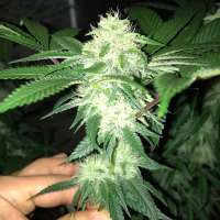 Imagen de Hangongenetics (Acid Cream)