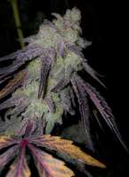 Pic for MAC1 (Helvetic Seeds)