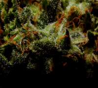 Imagen de Farma (Alpha Bud)