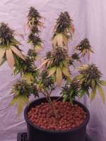 HereWeGrowSeedCO Tropicorn Porn - photo réalisée par DabMarino