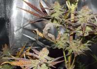 Imagen de hiddengardengenetics (Marra Kush)