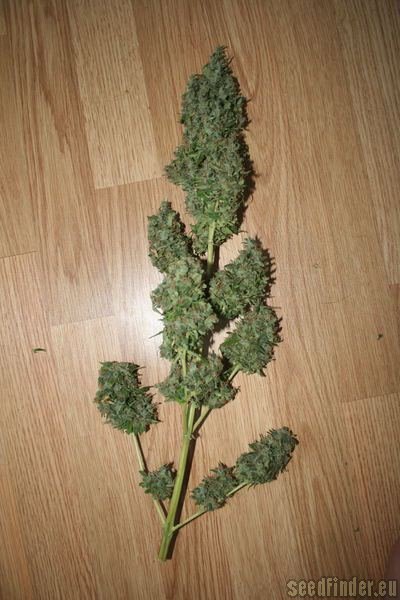 High Quality Seeds Original Haze x Skunk