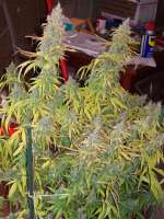 Holy Smoke Seeds Malange Gold - photo réalisée par tropics