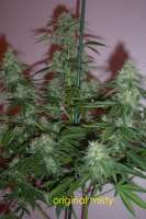 Homegrown Fantaseeds Original Misty - photo réalisée par mrhand