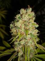 Imagen de Anonym (Super Sour Skunk)