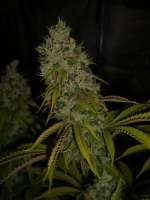 Imagen de Anonym (Super Sour Skunk)