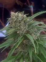 Imagen de biglug (Old Growth OG)