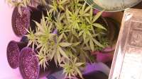 Imagen de Gunnerboy76 (Sol Mate Autoflower)