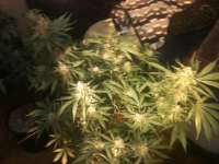 Imagen de drsizzurp69 (Blue Dream)