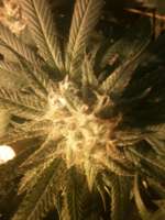 Imagen de drsizzurp69 (Blue Dream)