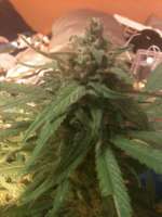 Imagen de drsizzurp69 (Blue Dream)