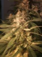 Imagen de drsizzurp69 (Blue Dream)