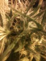 Imagen de drsizzurp69 (Blue Dream)