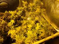 Imagen de hemp47 (Blue Dream)