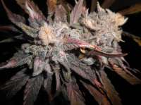 Imagen de x4opiate (Blue Dream)