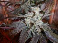 Imagen de x4opiate (Blue Dream)