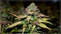 Imagen de Scrog (Blue Dream)