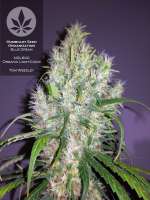 Humboldt Seed Organisation Blue Dream - photo réalisée par pineappleltd