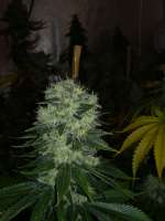 Imagen de Gangio (Chemdawg)