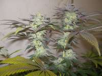 Imagen de WhiteyB (Chocolate Mint OG)