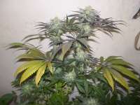 Imagen de WhiteyB (Chocolate Mint OG)