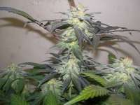 Imagen de WhiteyB (Chocolate Mint OG)