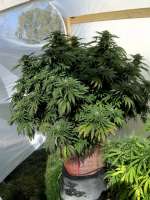 Imagen de highmountaingrower (Chocolate Mint OG)