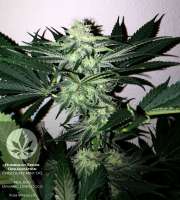 Imagen de pineappleltd (Chocolate Mint OG)