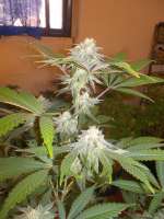 Imagen de WhiteyB (Chocolate Mint OG)