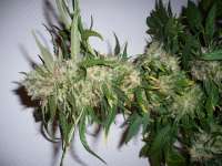 Imagen de merlin (Dedoverde Haze)