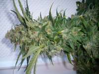 Imagen de merlin (Dedoverde Haze)