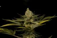 Humboldt Seed Organisation Green Crack - photo réalisée par kerbiili