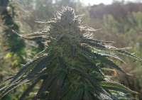 Imagen de nojoke (Lost Coast OG)