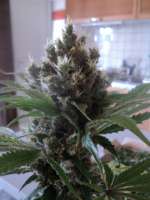 Imagen de loveweed27 (OG Kush)