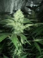 Imagen de loveweed27 (OG Kush)