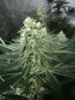 Imagen de loveweed27 (OG Kush)