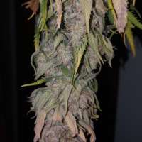 Imagen de Nicktler (Pineapple Skunk)