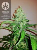 Humboldt Seed Organisation Trainwreck - photo réalisée par pineappleltd