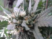 Imagen de idgseeds (Almond Joy)