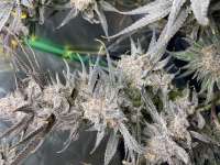 Imagen de WoodRooster (BlackCherry Punch)