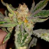 Imagen de Reeftorch (Gods Lemon Skunk)